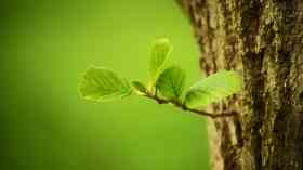 Labour pledges to plant two billion trees by 2040