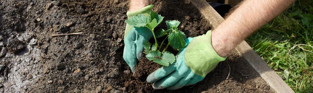 Planting
