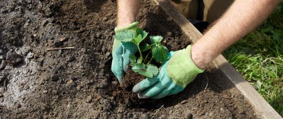 Planting