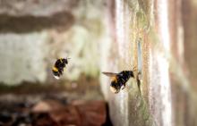 Bees