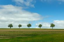 Trees