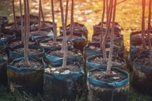 Trees to be planted