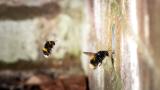 Bees