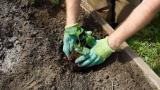 Planting