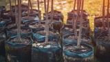 Trees to be planted